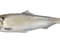 Sábalo (Alosa alosa)