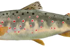 Trucha común (Salmo trutta)