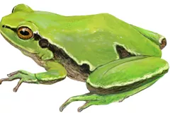 Rana de San Antón (Hyla molleri)