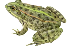 Rana verde ibérica (Pelophylax perezi)