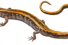 Salamandra rabilarga (Chioglossa lusitanica)