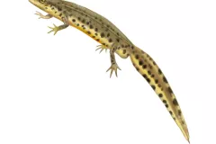 Tritón ibérico (Lissotriton boscai)