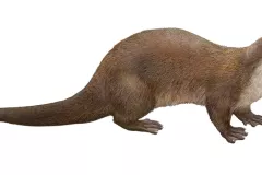 Nutria (Lutra lutra)