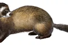 Turón (Mustela putorius)