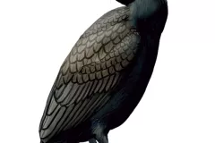 Cormorán grande (Phalacrocorax carbo)