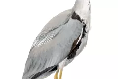 Garza Real (Ardea cinerea)