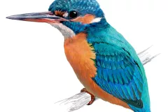 Martín pescador (Alcedo atthis)