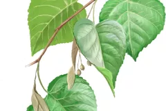 Tilo Común (Tilia platyphyllos)