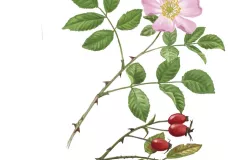 Escaramujo (Rosa canina)