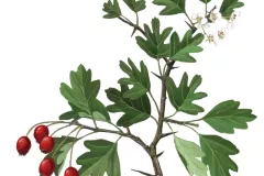 Espino Blanco (Crataegus monogyna)