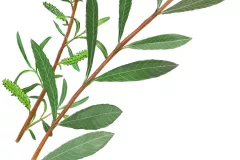 Mimbre rojo (Salix purpurea)