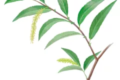 Sarga (Salix triandra)