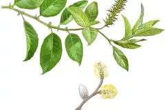 Sauce Cabruno (Salix caprea)