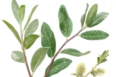 Sauce Cantábrico (Salix cantabrica)