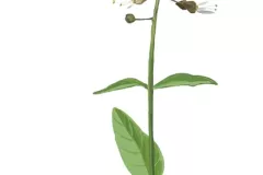 Circea (Circaea lutetiana)