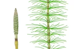 Cola de caballo (Equisetum telmateia)