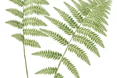 Helecho (Athyrium filix-femina)