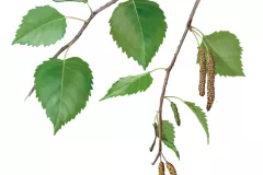 Abedul ibérico (Betula celtiberica)