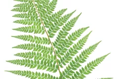 Píjaro (Polystichum setiferum)