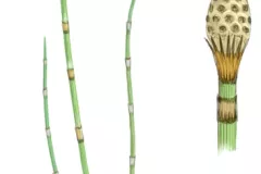 Rabo de lagarto (Equisetum hiemale)