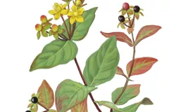 Zubón ( Hypericum androsaemum)