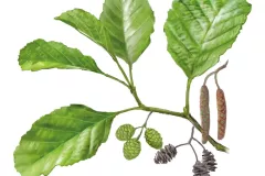 Aliso (Alnus lusitanica)