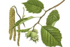 Avellano (Corylus avellana)