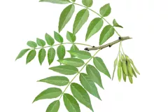 Fresno (Fraxinus excelsior)