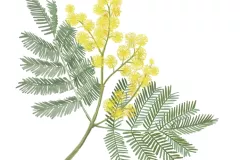 Mimosa (Acacia dealbata)