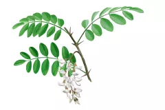 Falsa acacia (Robinia pseudoacacia)