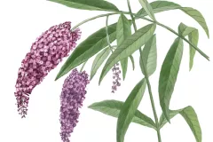 Árbol de las mariposas (Buddleja davidii)