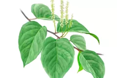 Polígono japonés (Fallopia japonica)