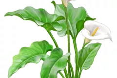 Cala (Zantedeschia aethiopica)