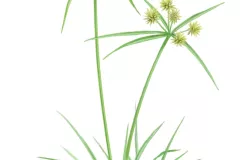 Juncia olorosa (Cyperus vegetus)