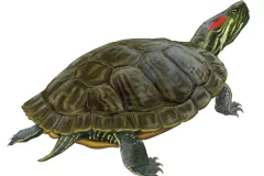 Galápago de Florida (Trachemys scripta)