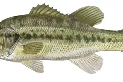 Blackbass (Micropterus salmoides)