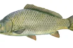 Carpa (Cyprinus carpio)