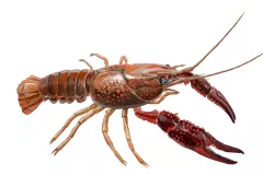 Cangrejo americano (Procambarus clarkii)